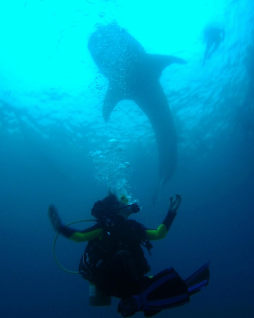 Low angle view of person scuba diving by whale in sea