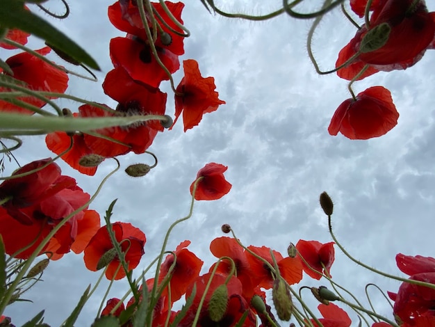 Low angle view photo of wild Poppies field against cloudy sky