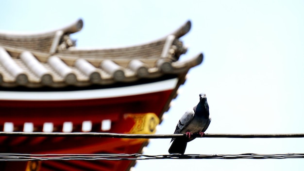 Foto vista a bassa angolazione del piccione sul cavo del tempio contro un cielo limpido