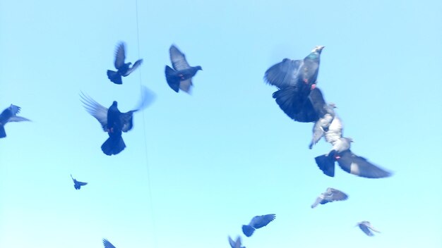 Foto vista a bassa angolazione di un piccione che vola nel cielo blu