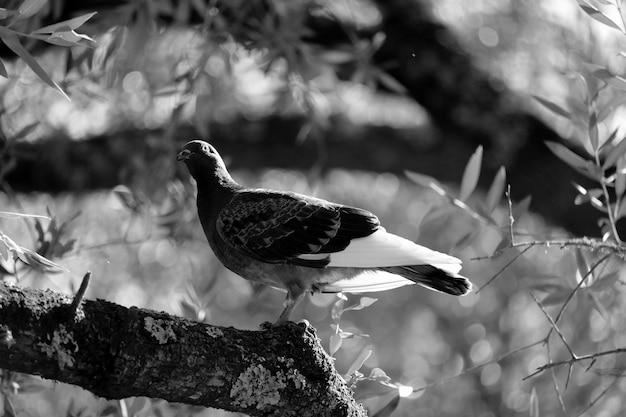 Photo low angle view of pigeon perching on branch