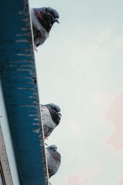 Photo low angle view of pigeon perching on metal against sky