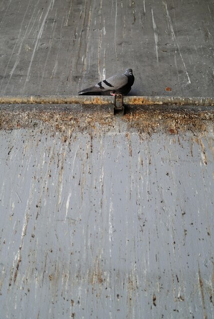 Low angle view of pigeon perching on metallic pipe mounted on dirty wall