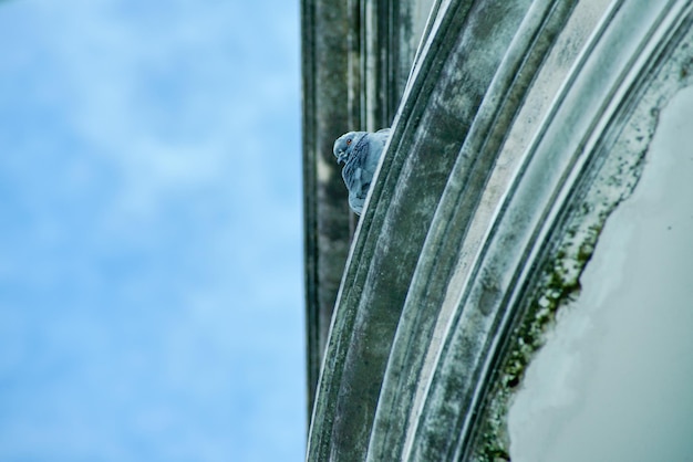 Photo low angle view of pigeon perching on retaining wall in city against sky