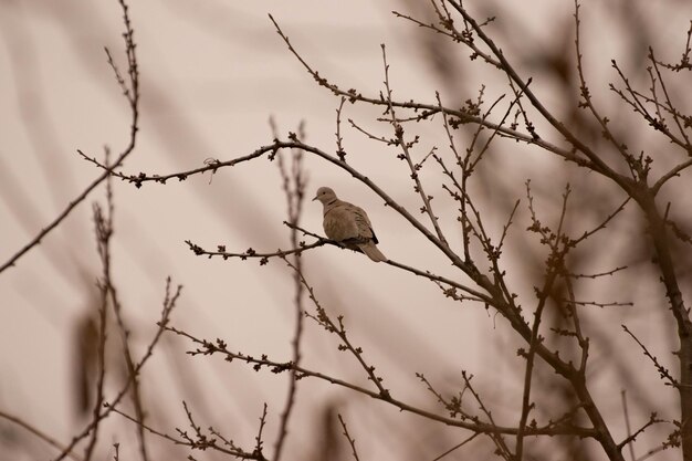 Photo low angle view of pigeon perching on tree