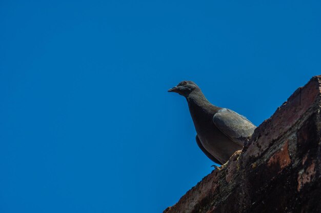 Low angle view of pigeon perching on wall