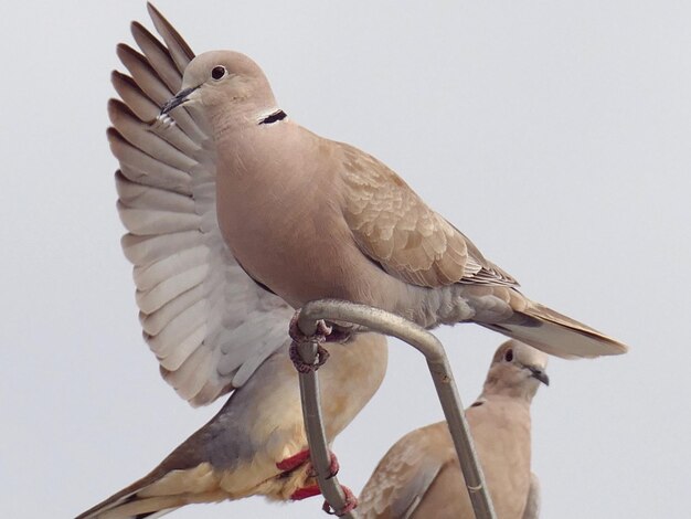 Photo low angle view of pigeons perching on antenna against sky