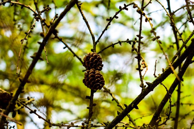 Low angle view of pine cone on tree