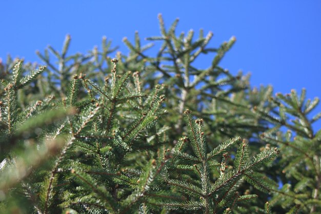 low angle view of pine tree against blue sky
