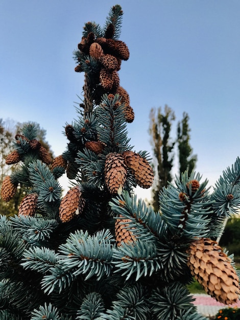 Photo low angle view of pine tree against sky