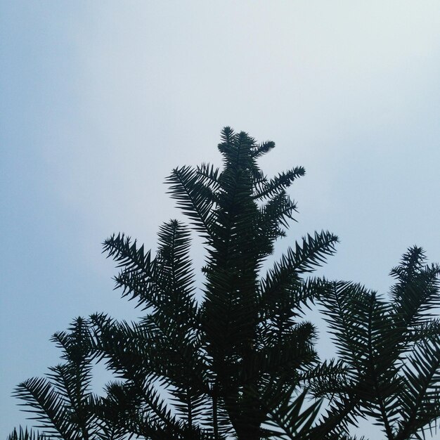 空に照らされた松の低角度の景色