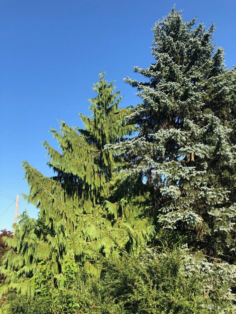 Foto vista a basso angolo del pino contro il cielo