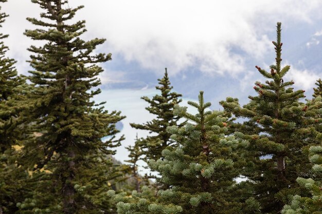 Photo low angle view of pine trees against cloudy sky