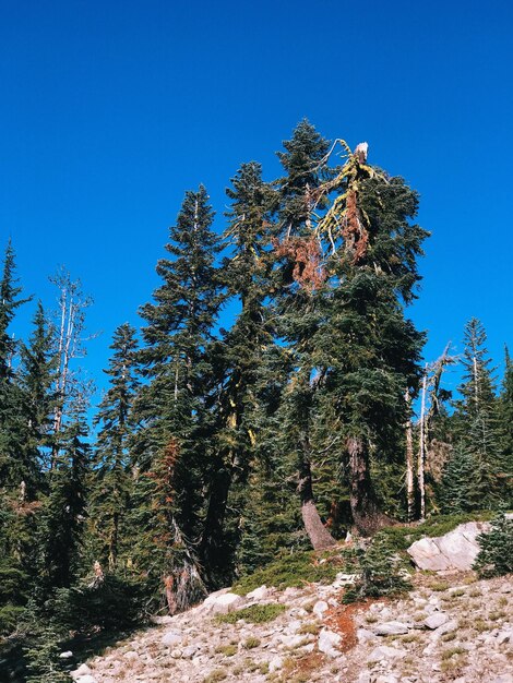 Low angle view of pine trees against sky