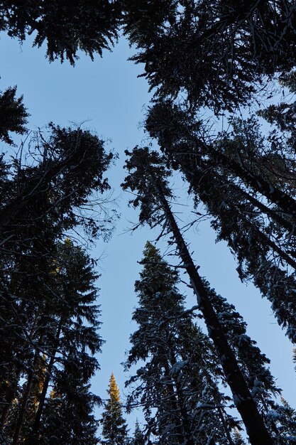 Photo low angle view of pine trees against sky