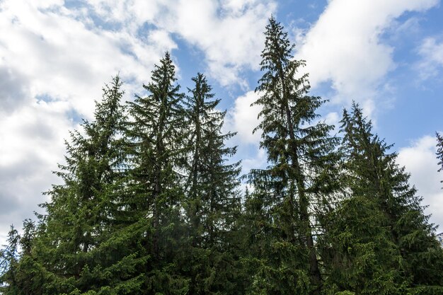 Photo low angle view of pine trees against sky