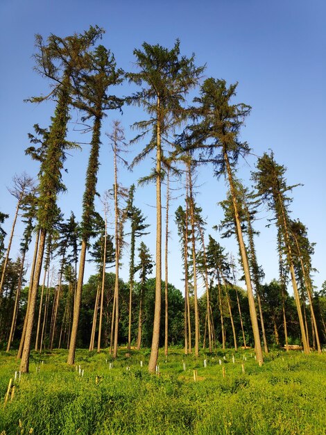 Foto vista a basso angolo degli alberi di pino sul campo contro il cielo