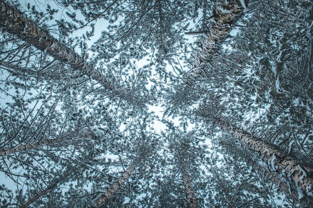 Photo low angle view of pine trees in forest during winter