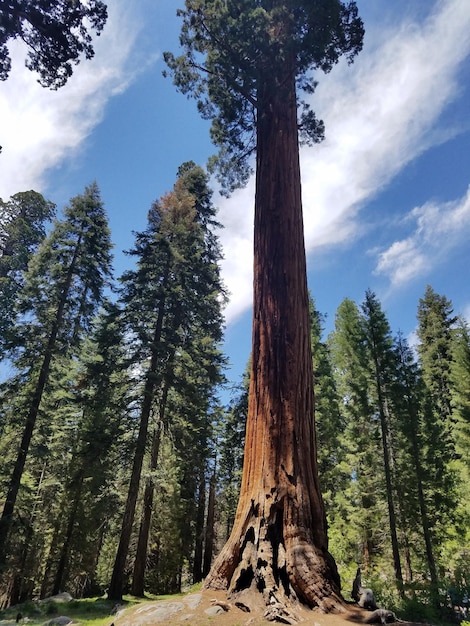 Foto vista a basso angolo dei pini nella foresta