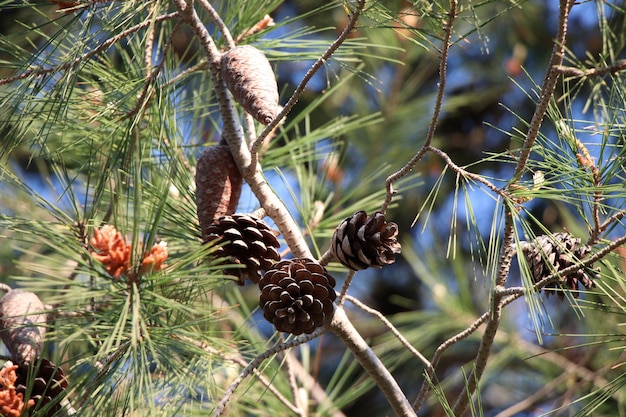 Low angle view of pine trees