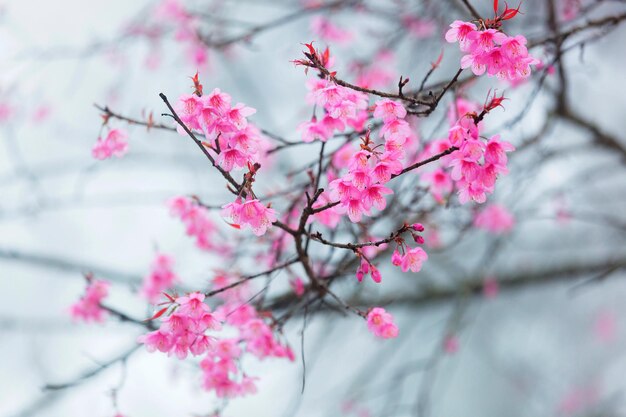 Low angle view of pink cherry blossom