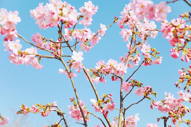 Photo low angle view of pink cherry blossoms against clear blue sky