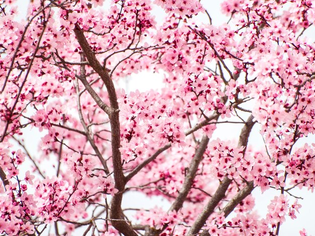 Foto vista a bassa angolazione dei fiori di ciliegio rosa contro il cielo