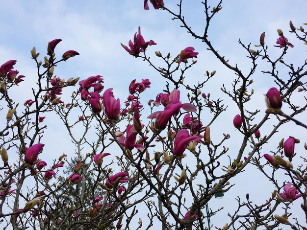 Photo low angle view of pink cherry blossoms against sky