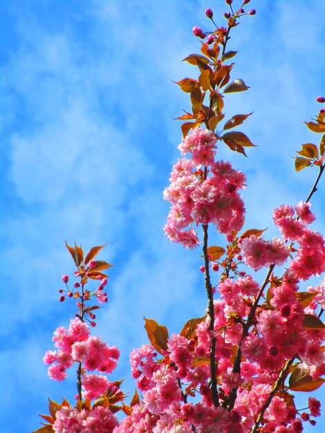 Low angle view of pink cherry blossoms against sky