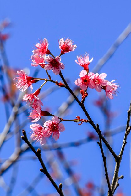 Low angle view of pink cherry blossoms against sky