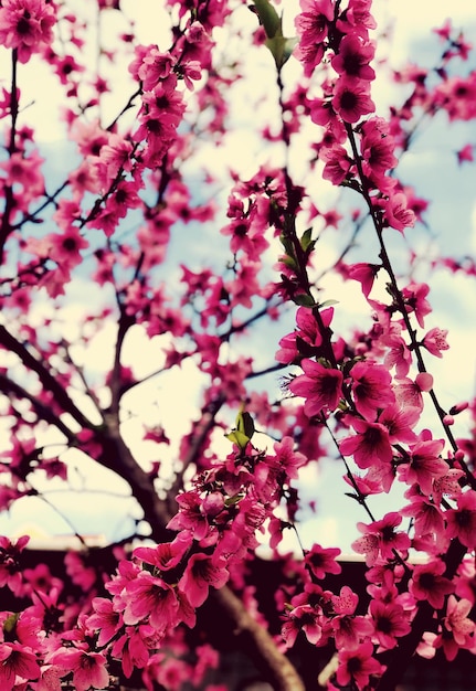 Low angle view of pink cherry blossoms in spring