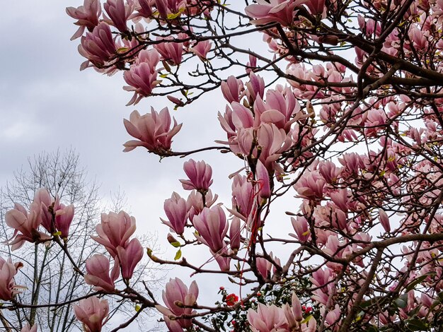 Low angle view of pink cherry blossoms in spring