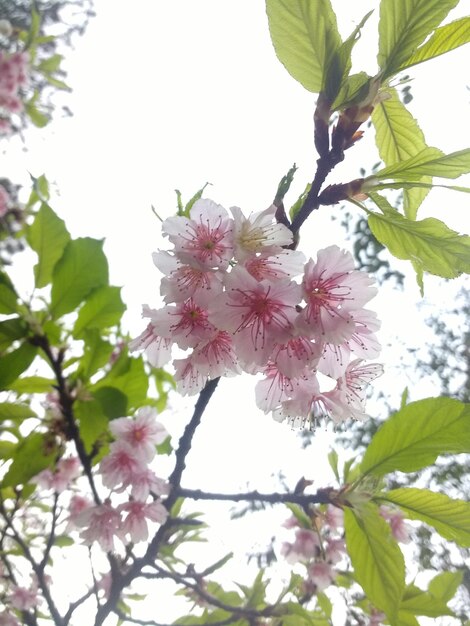 Foto vista a basso angolo dei fiori di ciliegio rosa in primavera