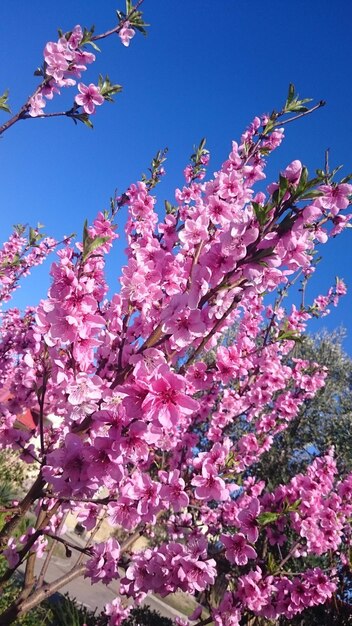 Low angle view of pink cherry blossoms in spring