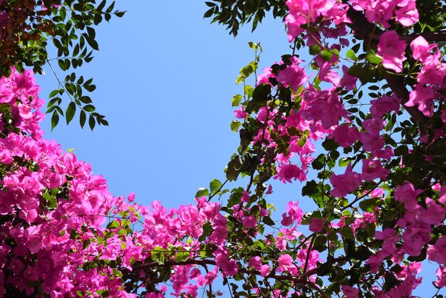 low angle view of pink cherry blossoms in spring