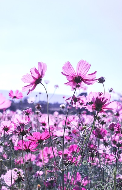 Low angle view of pink cosmos flowers blooming against sky