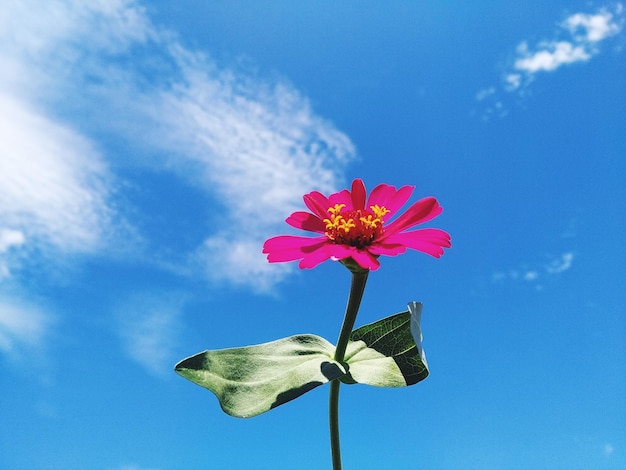 Low angle view of pink flower against blue sky