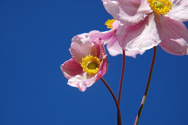 Low angle view of pink flower against clear sky