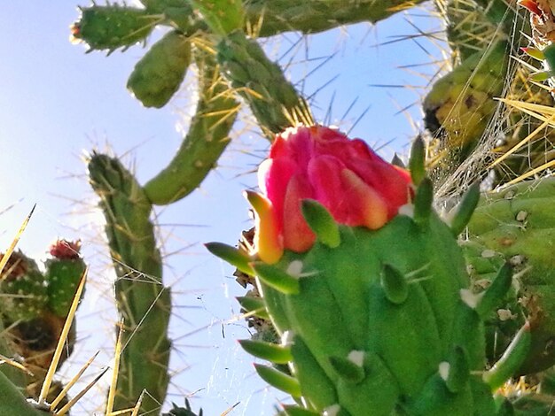 Low angle view of pink flower blooming on cactus against sky