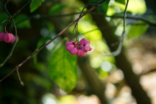 Photo low angle view of pink flower growing on tree