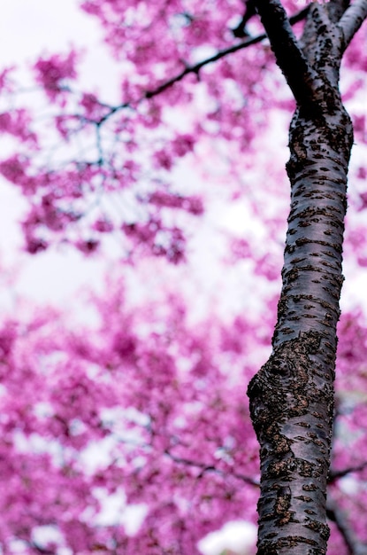 Низкоугольный вид розового цветочного дерева на небе
