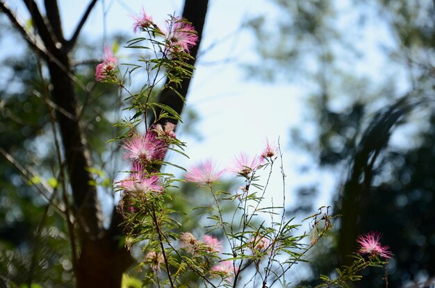 空に照らされたピンクの花の木の低角度の景色