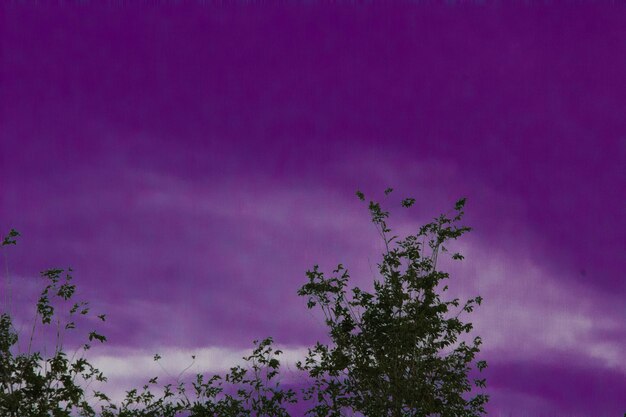 Low angle view of pink flower tree against sky