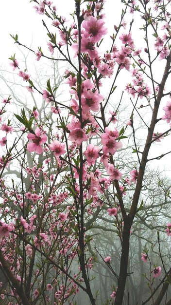 Low angle view of pink flower tree against sky