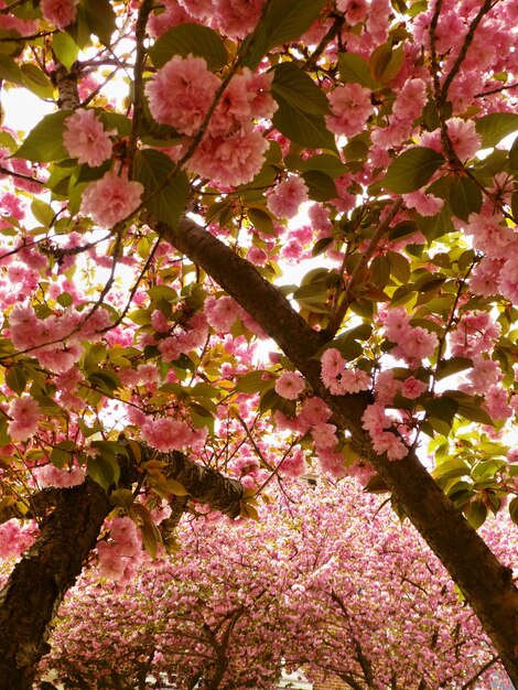 Low angle view of pink flower tree