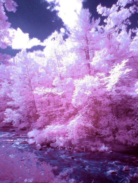 Low angle view of pink flower trees against sky