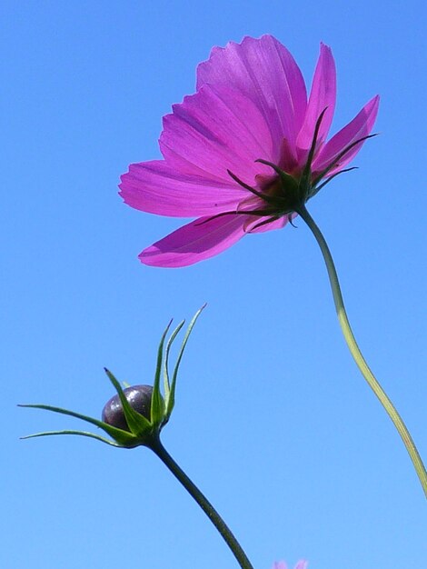 Low angle view of pink flowering plant against blue sky