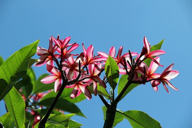 Foto vista a basso angolo di una pianta a fiori rosa contro il cielo blu