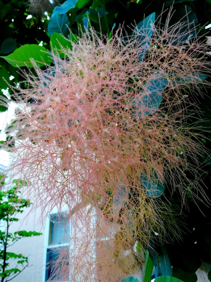 Photo low angle view of pink flowering plant against building