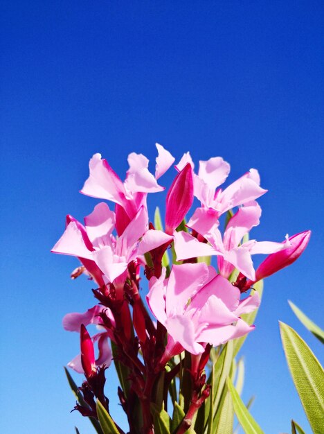 Low angle view of pink flowering plant against clear blue sky